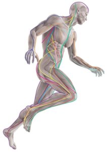 Terapia anatomy trains widok mięśni człowieka