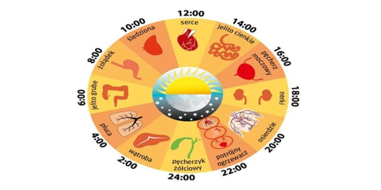Zegar biologiczny organizmu