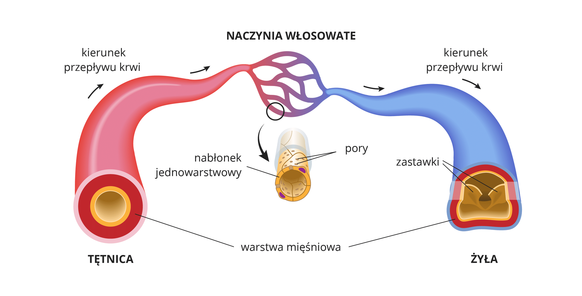 Mikrokrążenie a długowieczność